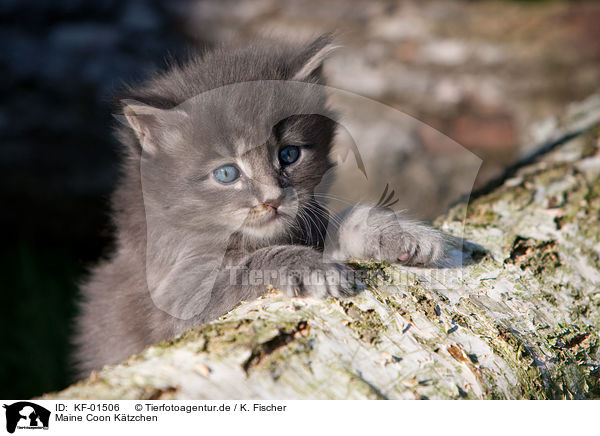 Maine Coon Ktzchen / Maine Coon kitten / KF-01506