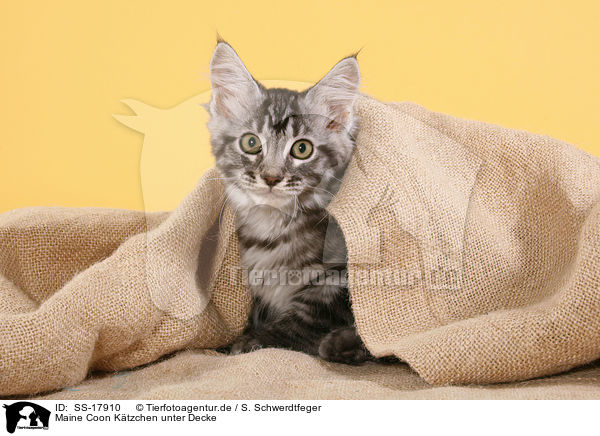 Maine Coon Ktzchen unter Decke / Maine Coon Kitten under blanket / SS-17910