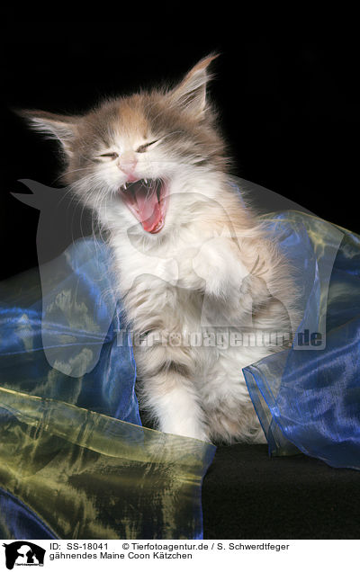 ghnendes Maine Coon Ktzchen / yawning Maine Coon Kitten / SS-18041