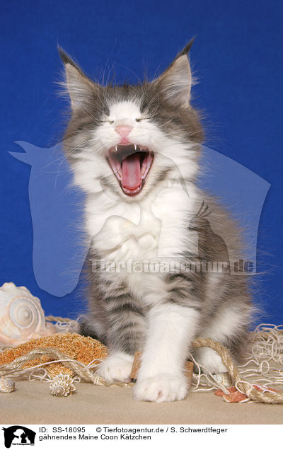 ghnendes Maine Coon Ktzchen / yawning Maine Coon Kitten / SS-18095