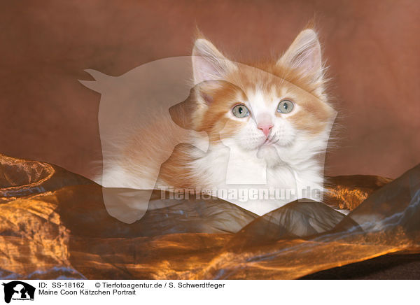 Maine Coon Ktzchen Portrait / Maine Coon Kitten Portrait / SS-18162