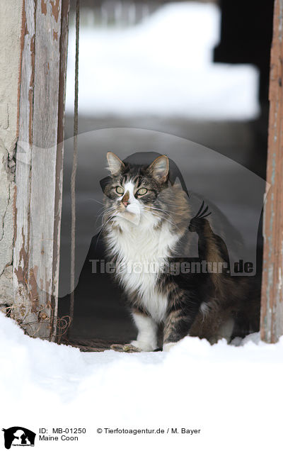 Maine Coon / Maine Coon / MB-01250