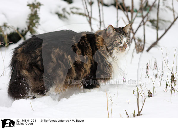 Maine Coon / Maine Coon / MB-01261