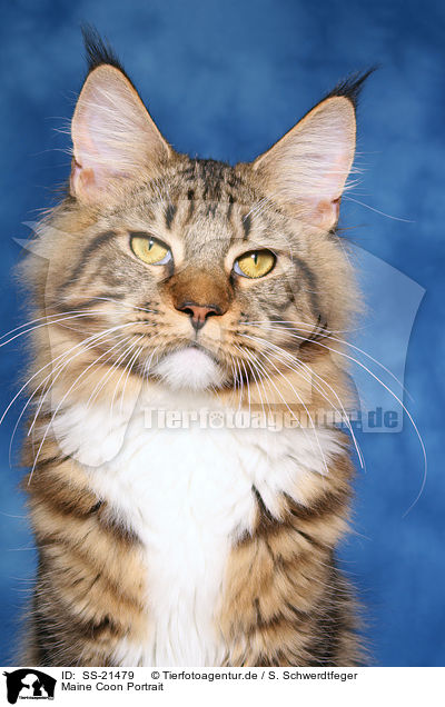 Maine Coon Portrait / Maine Coon Portrait / SS-21479