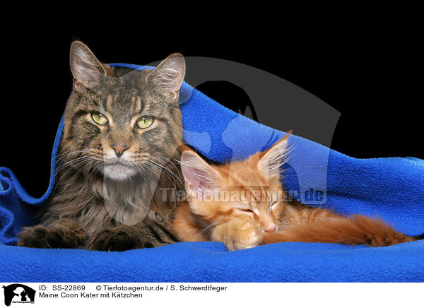 2 Maine Coons / 2 Maine Coons / SS-22869