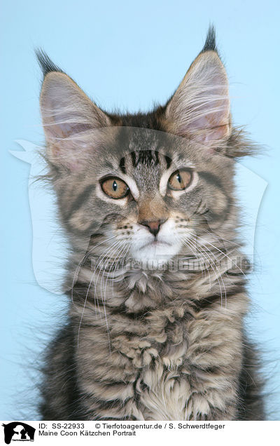 Maine Coon Ktzchen / Maine Coon Kitten / SS-22933