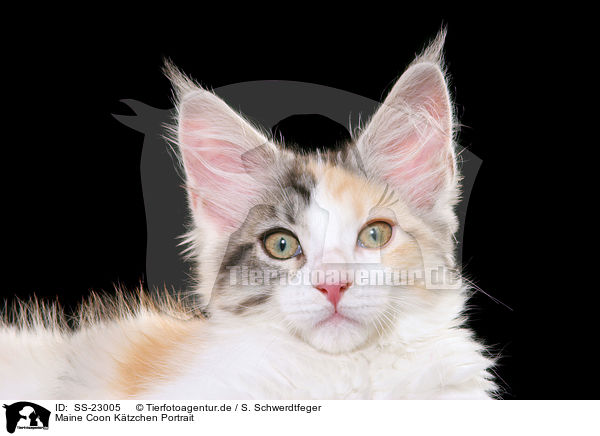 Maine Coon Ktzchen / Maine Coon Kitten / SS-23005