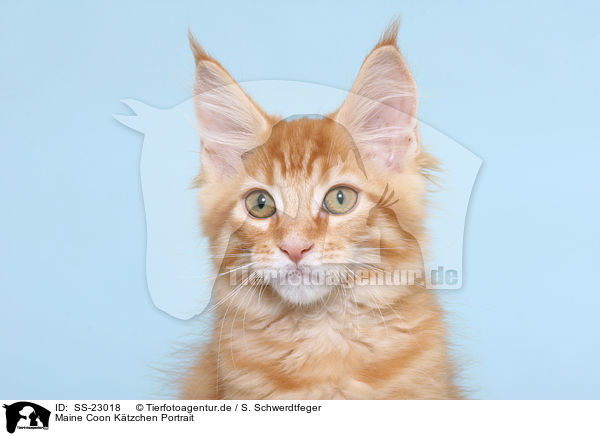 Maine Coon Ktzchen / Maine Coon Kitten / SS-23018