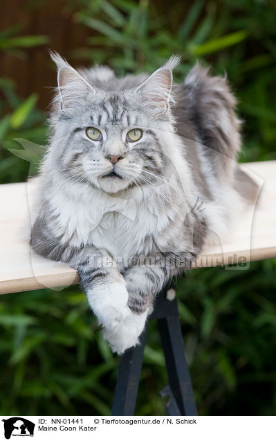 Maine Coon Kater / Maine Coon tomcat / NN-01441