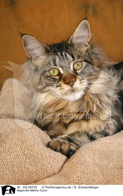 liegende Maine Coon / lying Maine Coon / SS-29725