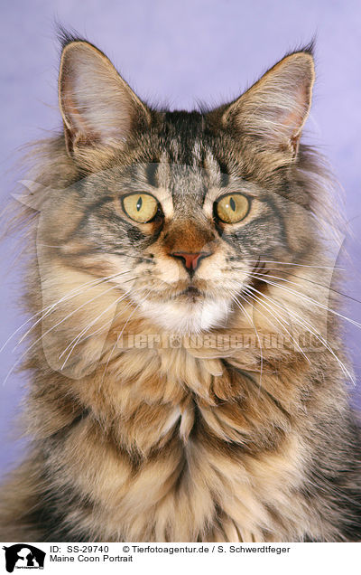 Maine Coon Portrait / Maine Coon Portrait / SS-29740