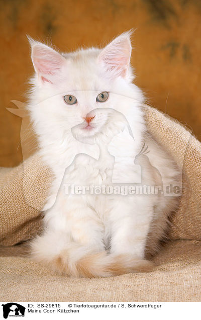 Maine Coon Ktzchen / Maine Coon kitten / SS-29815