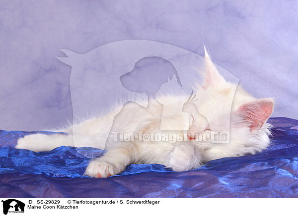 Maine Coon Ktzchen / Maine Coon kitten / SS-29829