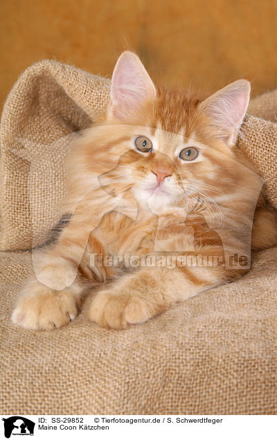 Maine Coon Ktzchen / Maine Coon kitten / SS-29852