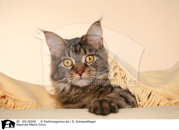 liegende Maine Coon / lying Maine Coon / SS-30006