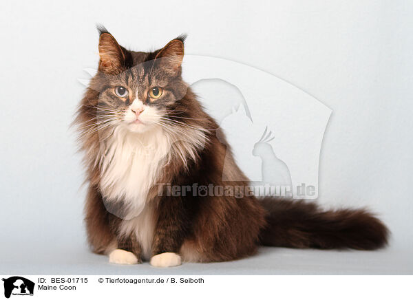 Maine Coon / Maine Coon / BES-01715
