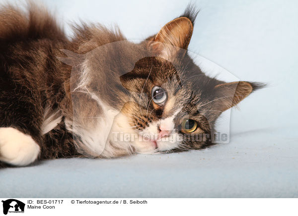 Maine Coon / Maine Coon / BES-01717