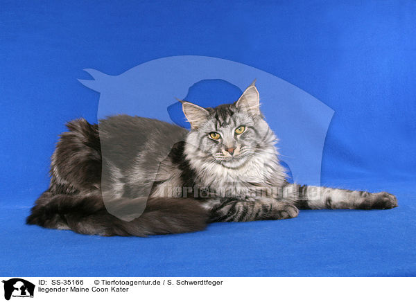 liegender Maine Coon Kater / lying Maine Coon tomcat / SS-35166