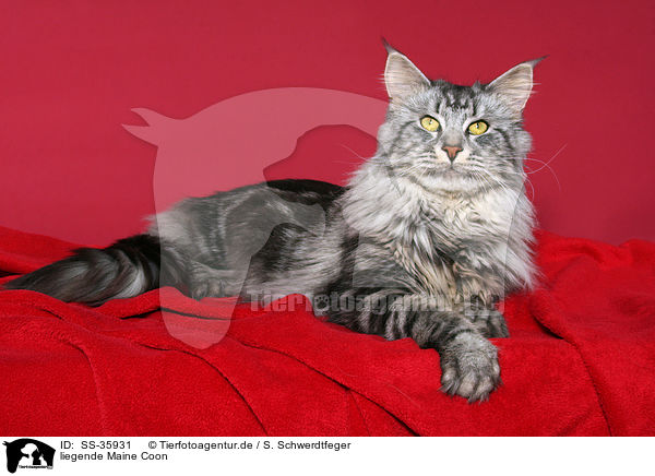 liegende Maine Coon / lying Maine Coon / SS-35931