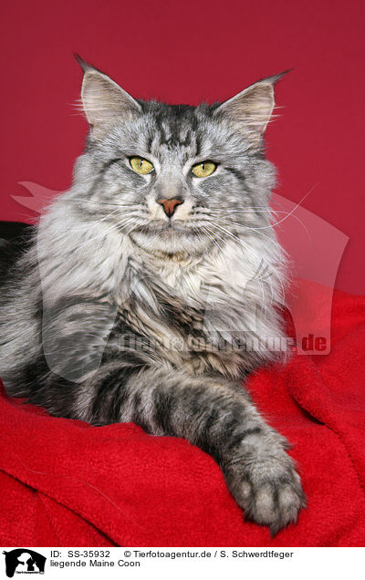 liegende Maine Coon / lying Maine Coon / SS-35932
