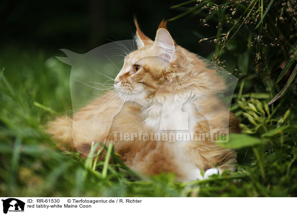 red tabby-white Maine Coon / red tabby-white Maine Coon / RR-61530