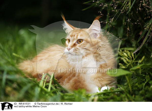 red tabby-white Maine Coon / red tabby-white Maine Coon / RR-61531