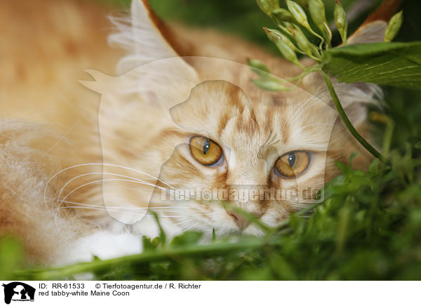 red tabby-white Maine Coon / red tabby-white Maine Coon / RR-61533