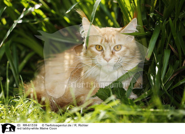 red tabby-white Maine Coon / red tabby-white Maine Coon / RR-61539
