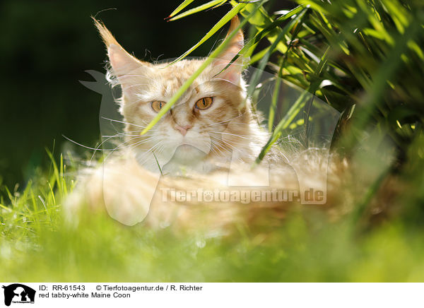 red tabby-white Maine Coon / red tabby-white Maine Coon / RR-61543
