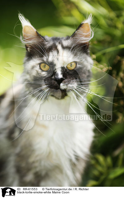 black-tortie-smoke-white Maine Coon / RR-61553