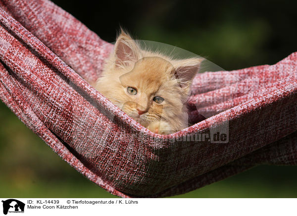 Maine Coon Ktzchen / Maine Coon Kitten / KL-14439