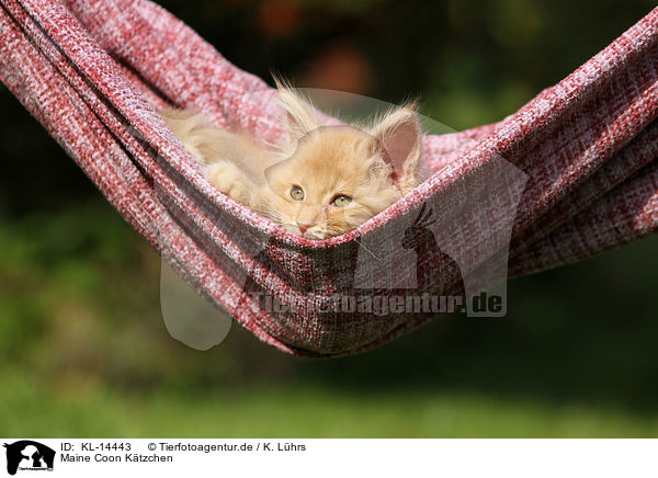 Maine Coon Ktzchen / Maine Coon Kitten / KL-14443