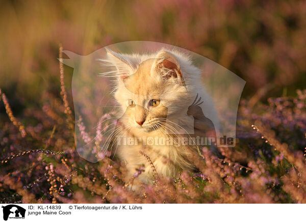 junge Maine Coon / young Maine Coon / KL-14839