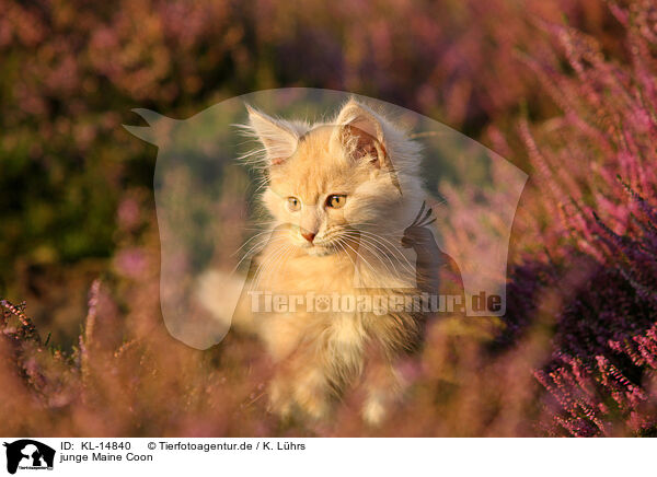 junge Maine Coon / young Maine Coon / KL-14840