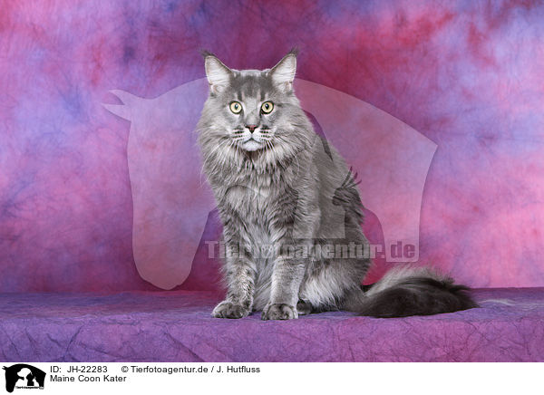 Maine Coon Kater / JH-22283