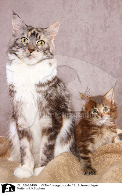 Mutter mit Ktzchen / mother with kitten / SS-38490