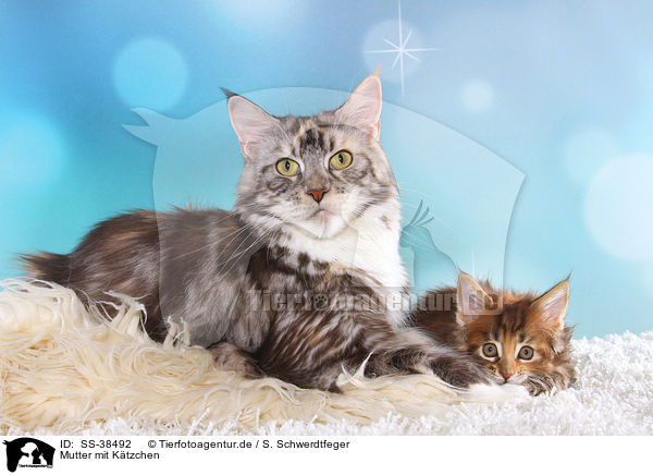 Mutter mit Ktzchen / mother with kitten / SS-38492
