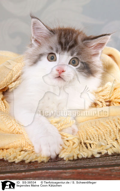 liegendes Maine Coon Ktzchen / lying Maine Coon Kitten / SS-38534