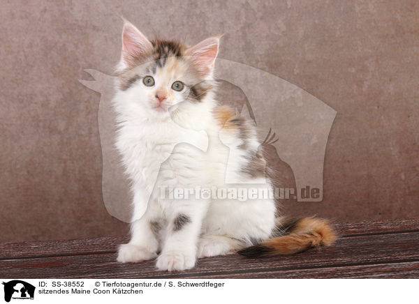 sitzendes Maine Coon Ktzchen / sitting Maine Coon Kitten / SS-38552