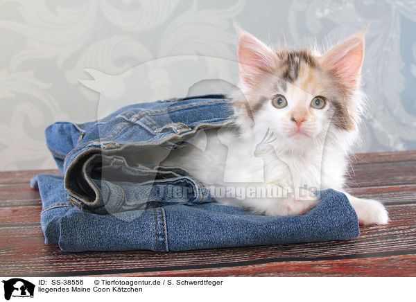 liegendes Maine Coon Ktzchen / lying Maine Coon Kitten / SS-38556