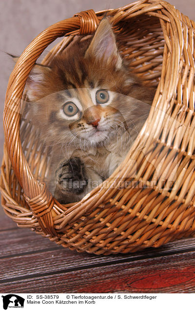 Maine Coon Ktzchen im Korb / Maine Coon Kitten in basket / SS-38579