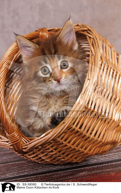 Maine Coon Ktzchen im Korb / Maine Coon Kitten in basket / SS-38580
