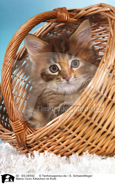 Maine Coon Ktzchen im Korb / Maine Coon Kitten in basket / SS-38592