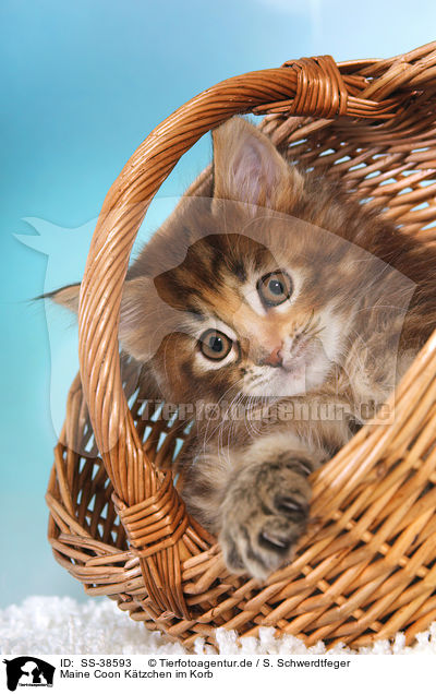 Maine Coon Ktzchen im Korb / Maine Coon Kitten in basket / SS-38593
