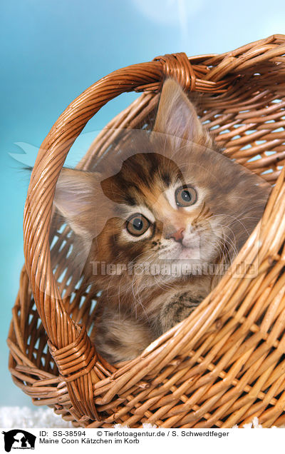 Maine Coon Ktzchen im Korb / Maine Coon Kitten in basket / SS-38594