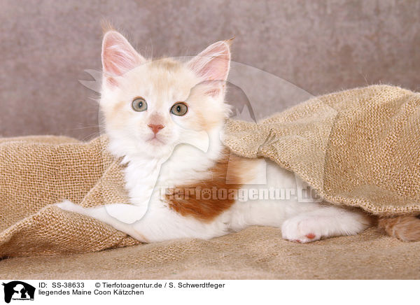 liegendes Maine Coon Ktzchen / lying Maine Coon Kitten / SS-38633