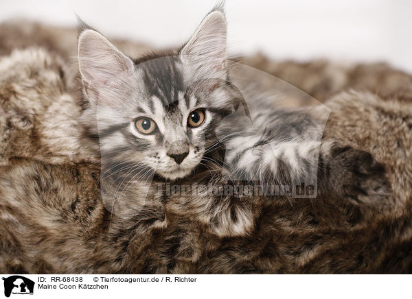 Maine Coon Ktzchen / RR-68438