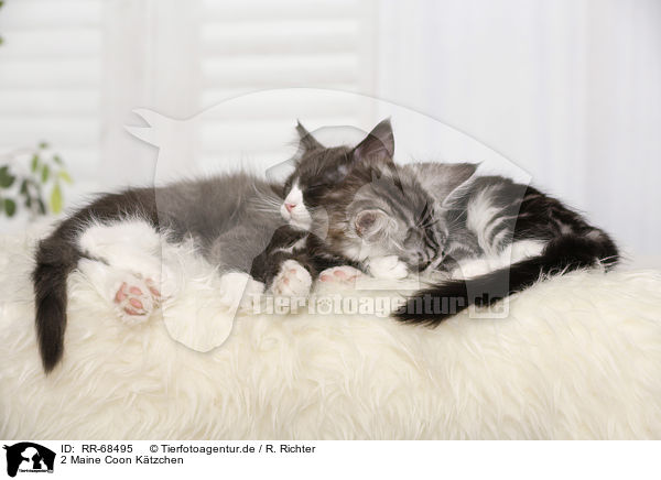 2 Maine Coon Ktzchen / RR-68495