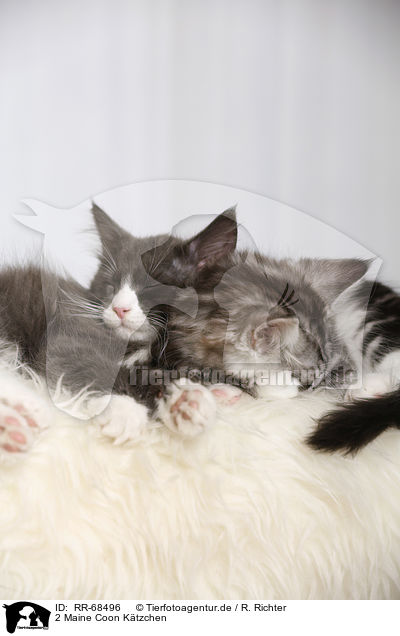 2 Maine Coon Ktzchen / RR-68496