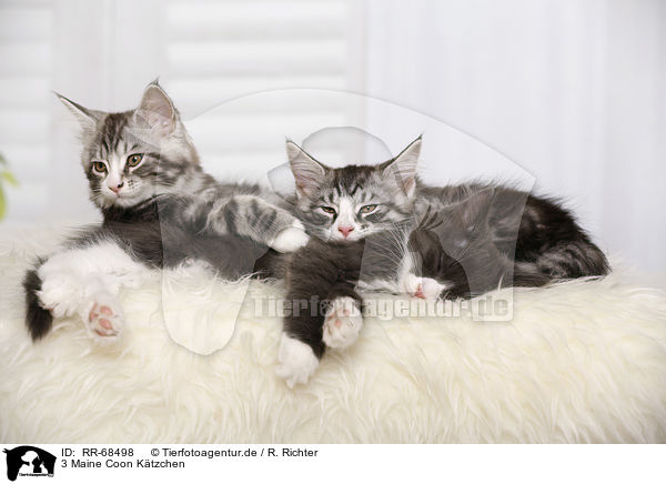 3 Maine Coon Ktzchen / RR-68498